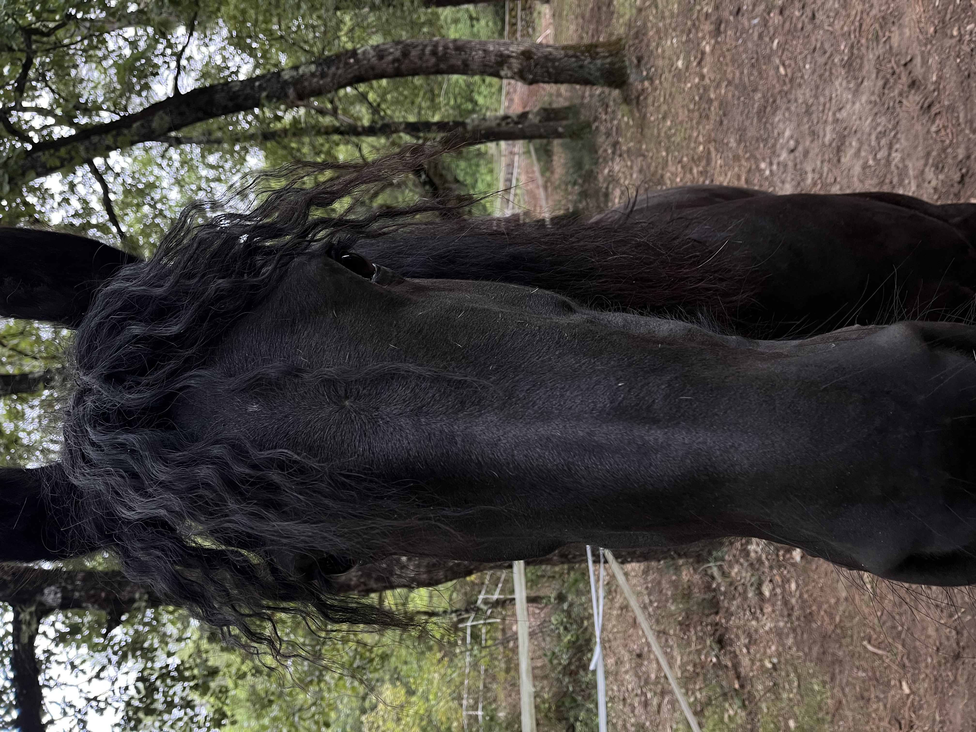 Portrait d'un cheval noir en pension aux écuries du Cadre Escoundu