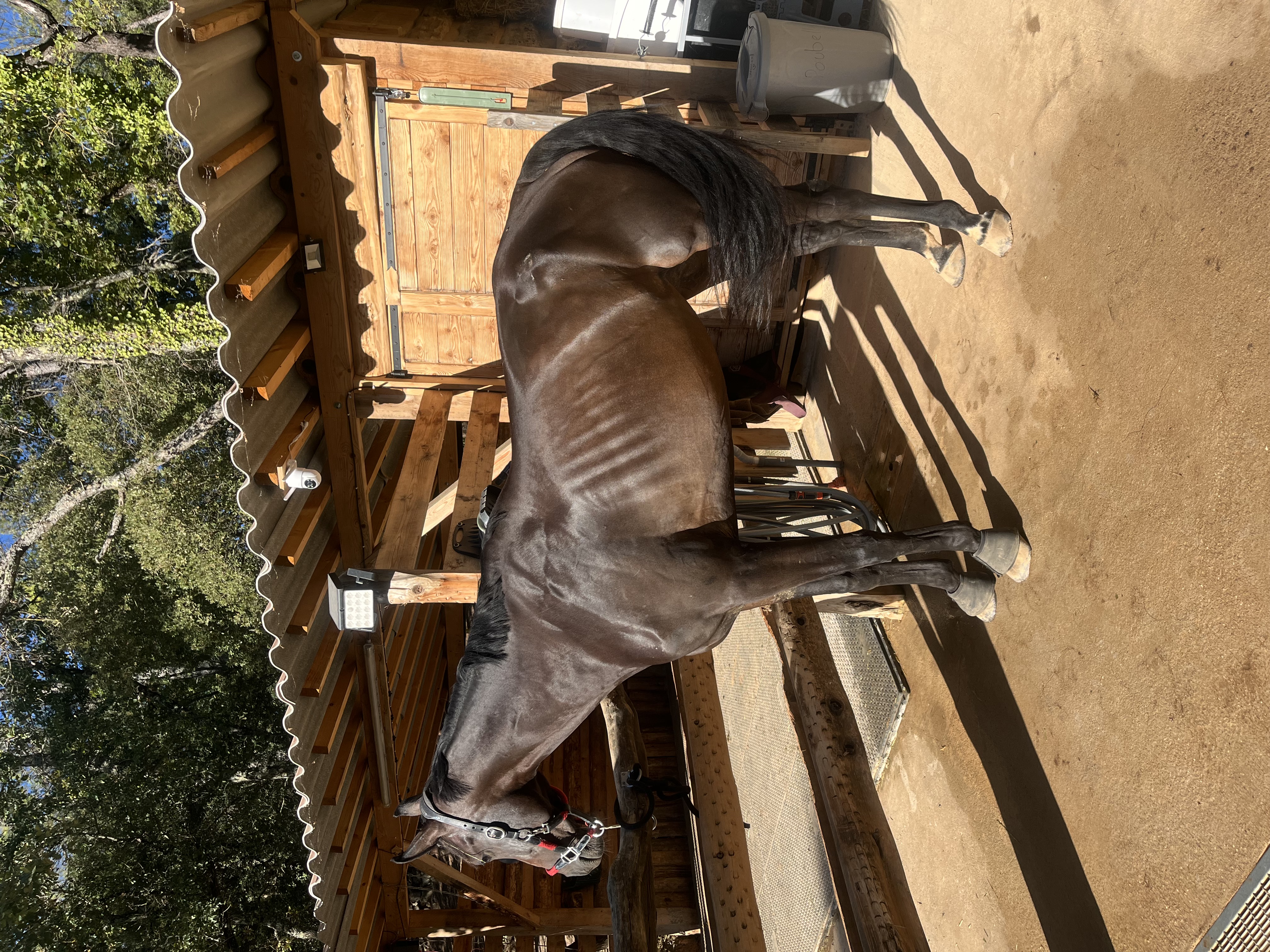 Détail du matériel de travail à pied et relation avec le cheval