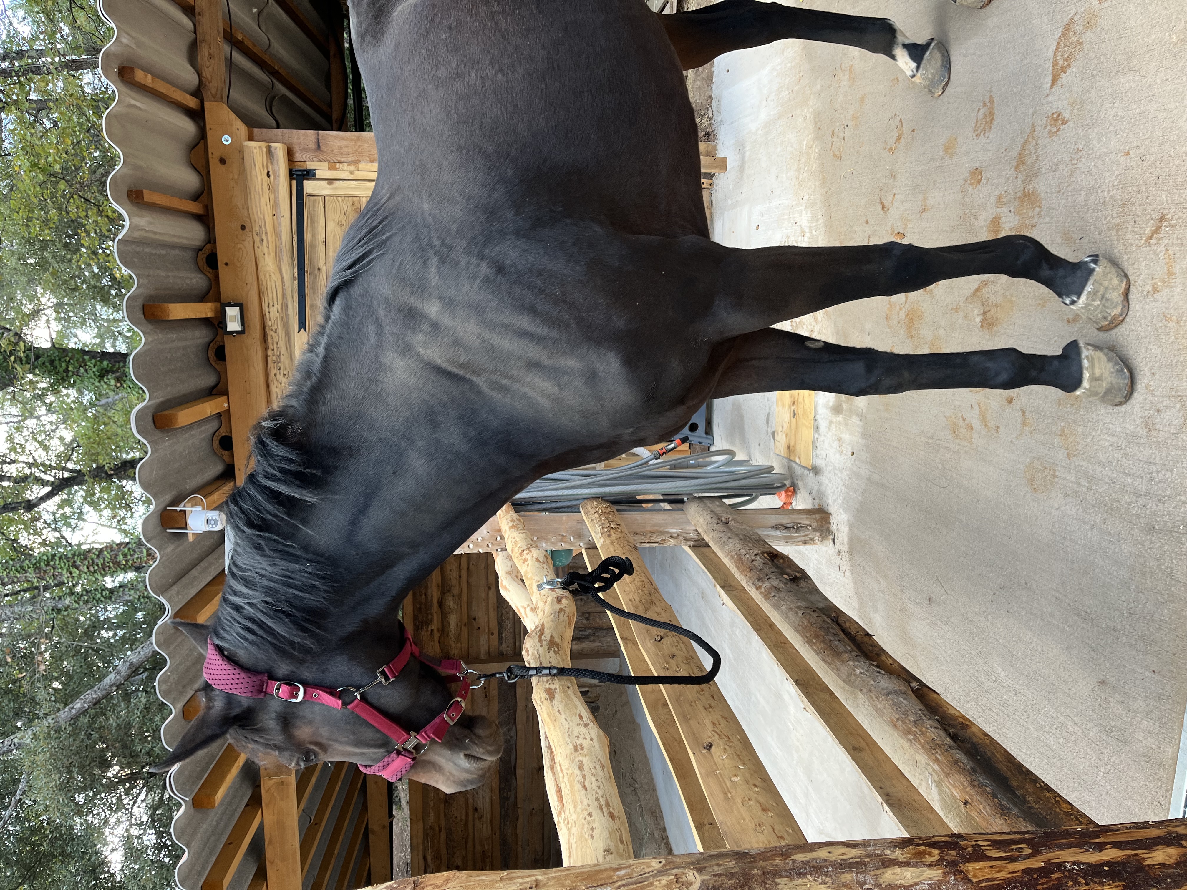 Cheval attentif lors d'une séance de travail dans le Var