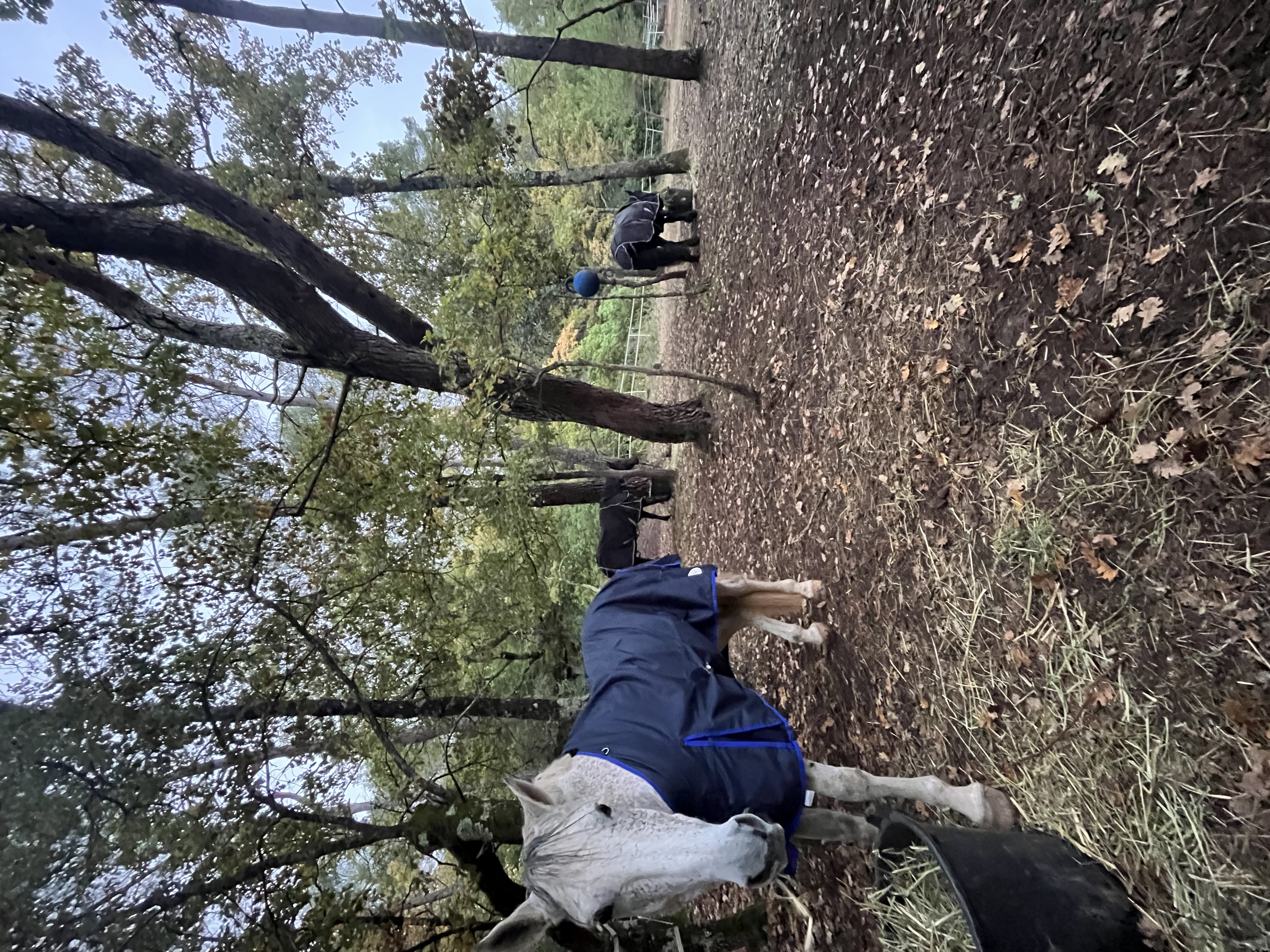 Cheval gris au pré dans les installations du Cadre Escoundu à Pourcieux dans le Var