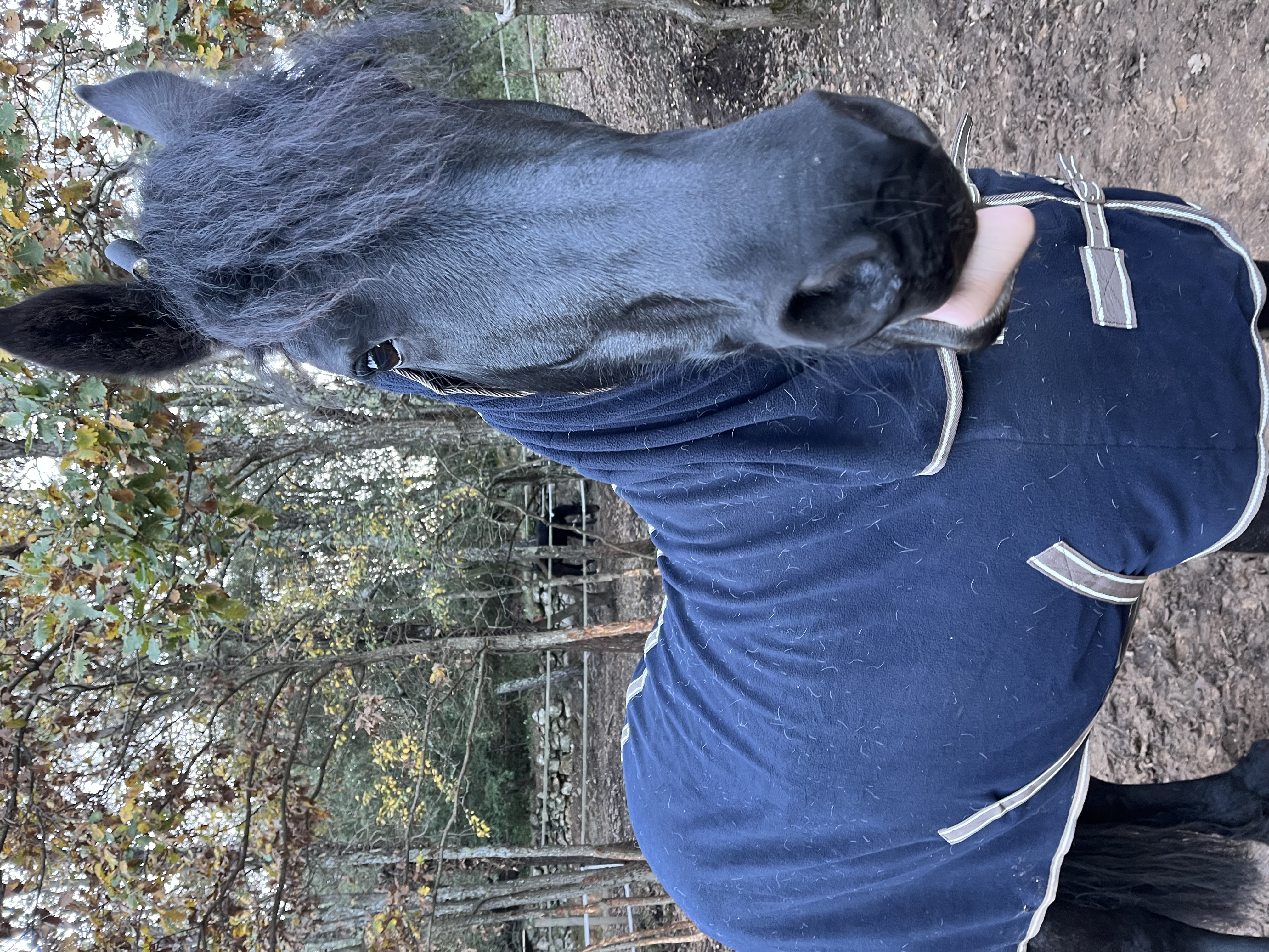 Cheval noir au repos dans son paddock naturel proche de Saint-Maximin