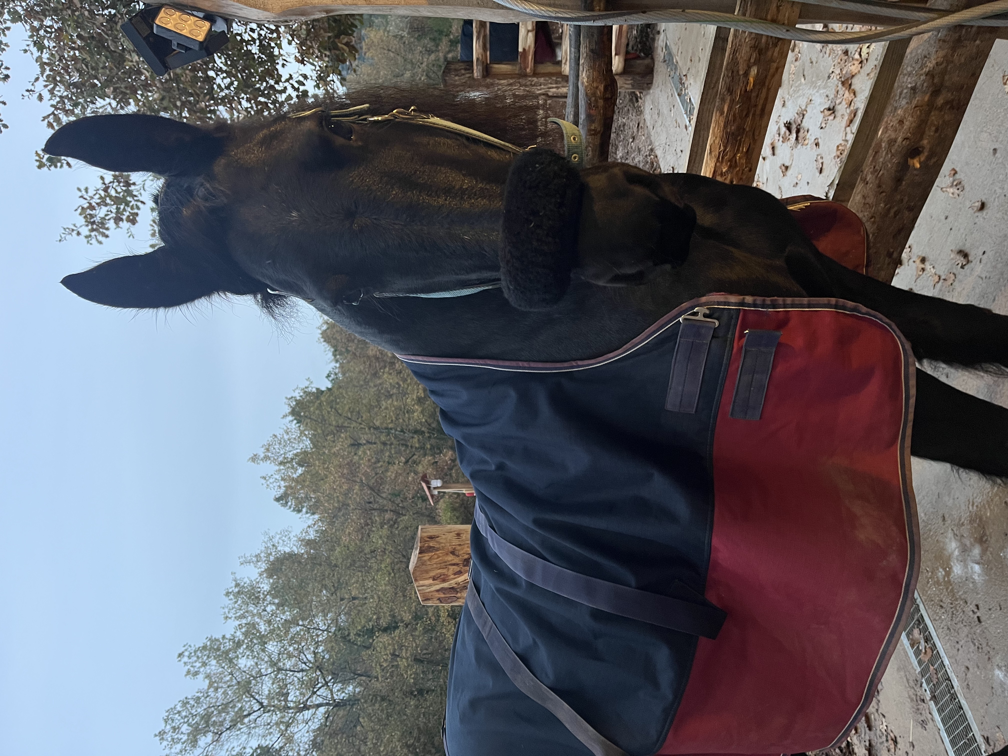 Préparation d'un cheval pour une séance de coaching équestre à Pourcieux