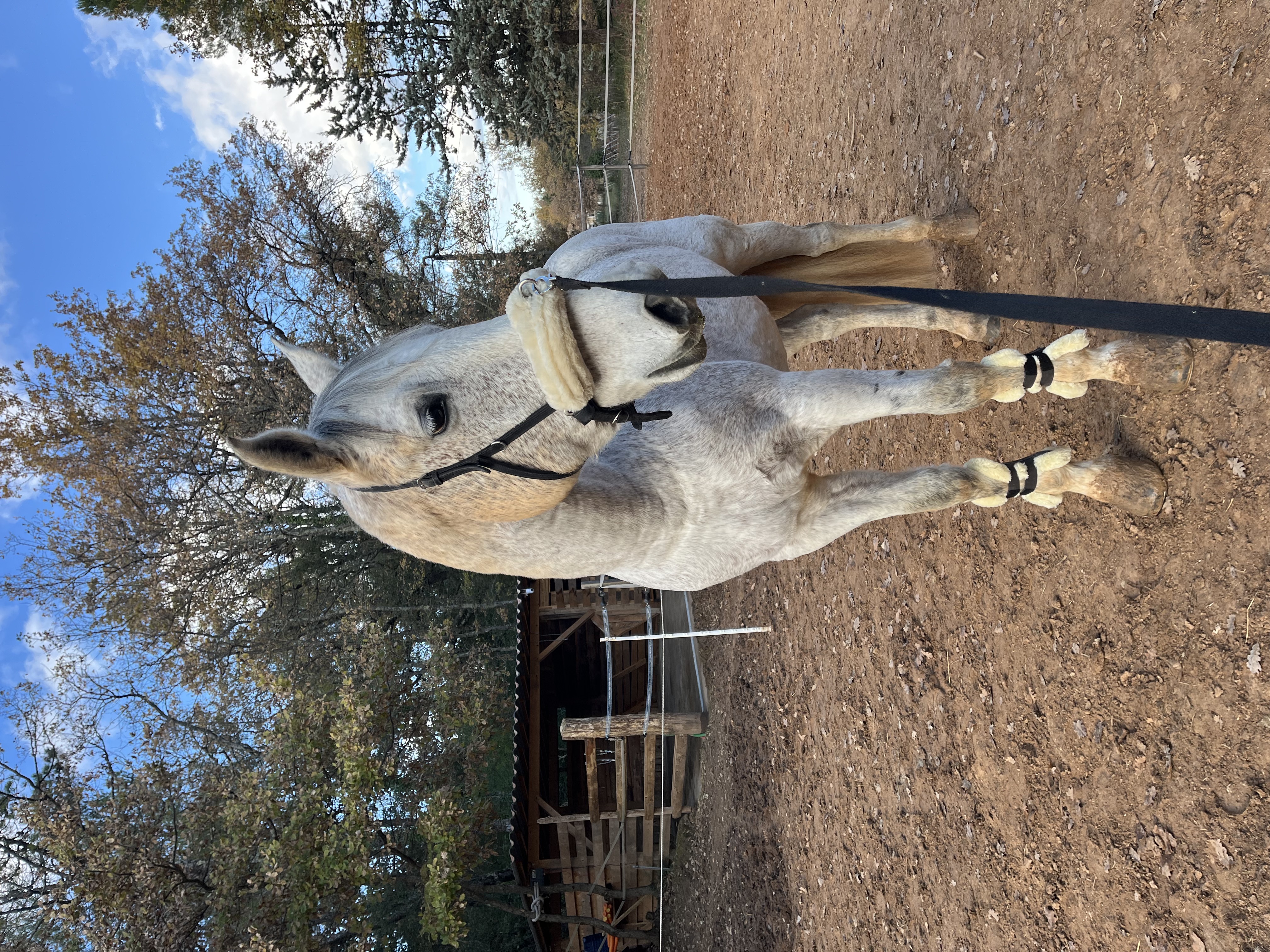 Cheval gris équipé avec caveçon pour une séance de longe et travail à pied dans le Var