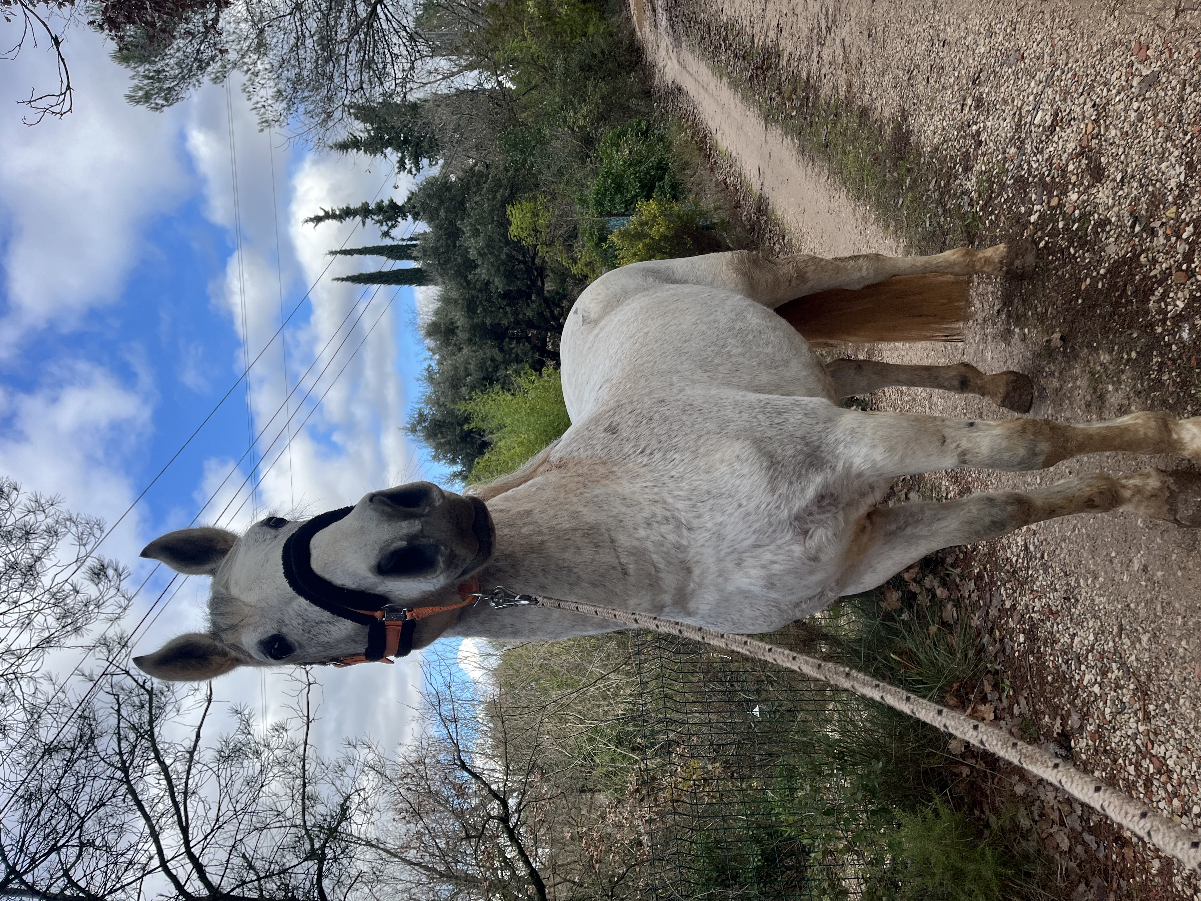 Séance de travail à pied et complicité avec le cheval dans le Var