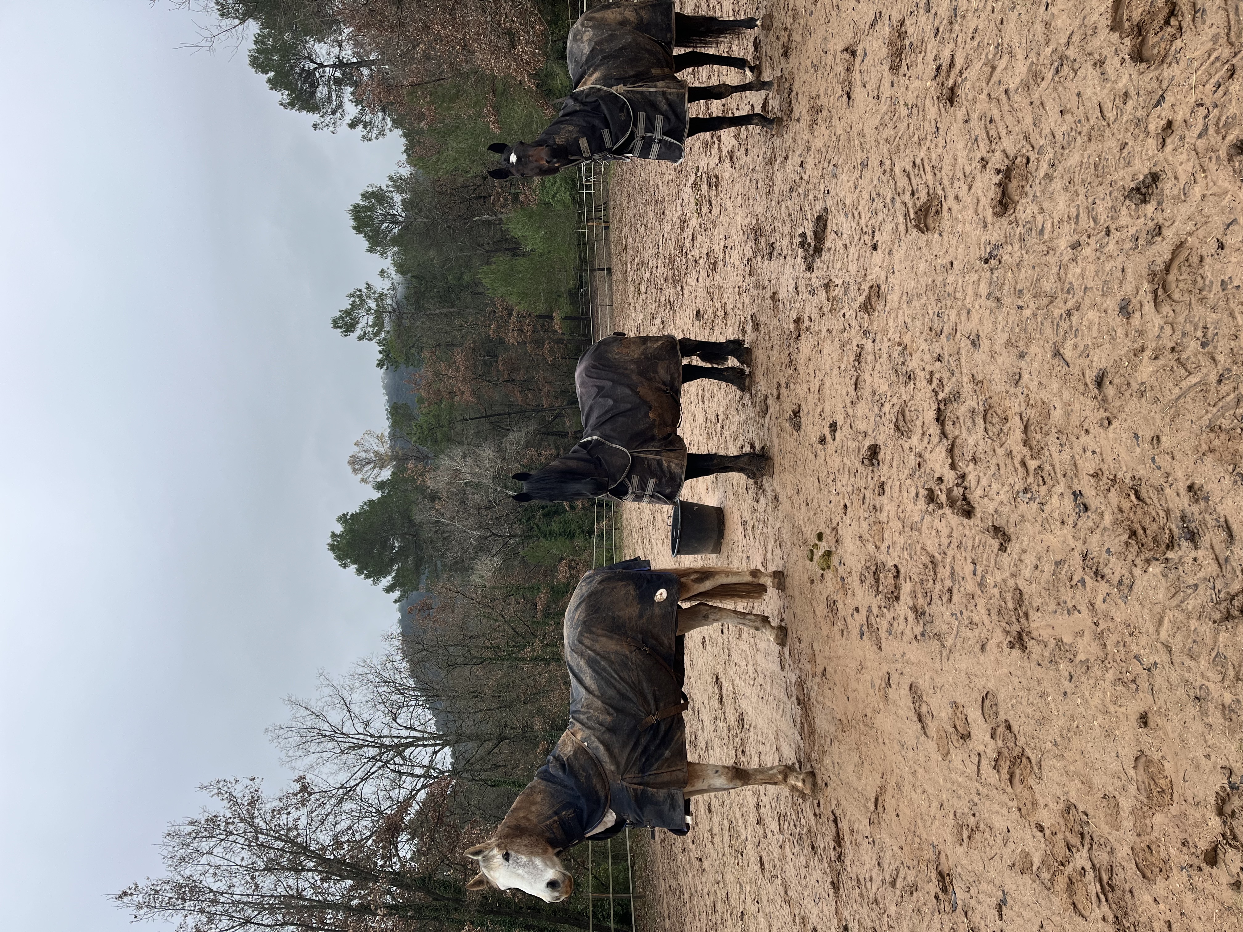 Trois chevaux en groupe dans la carrière des écuries Le Cadre Escoundu dans le Var