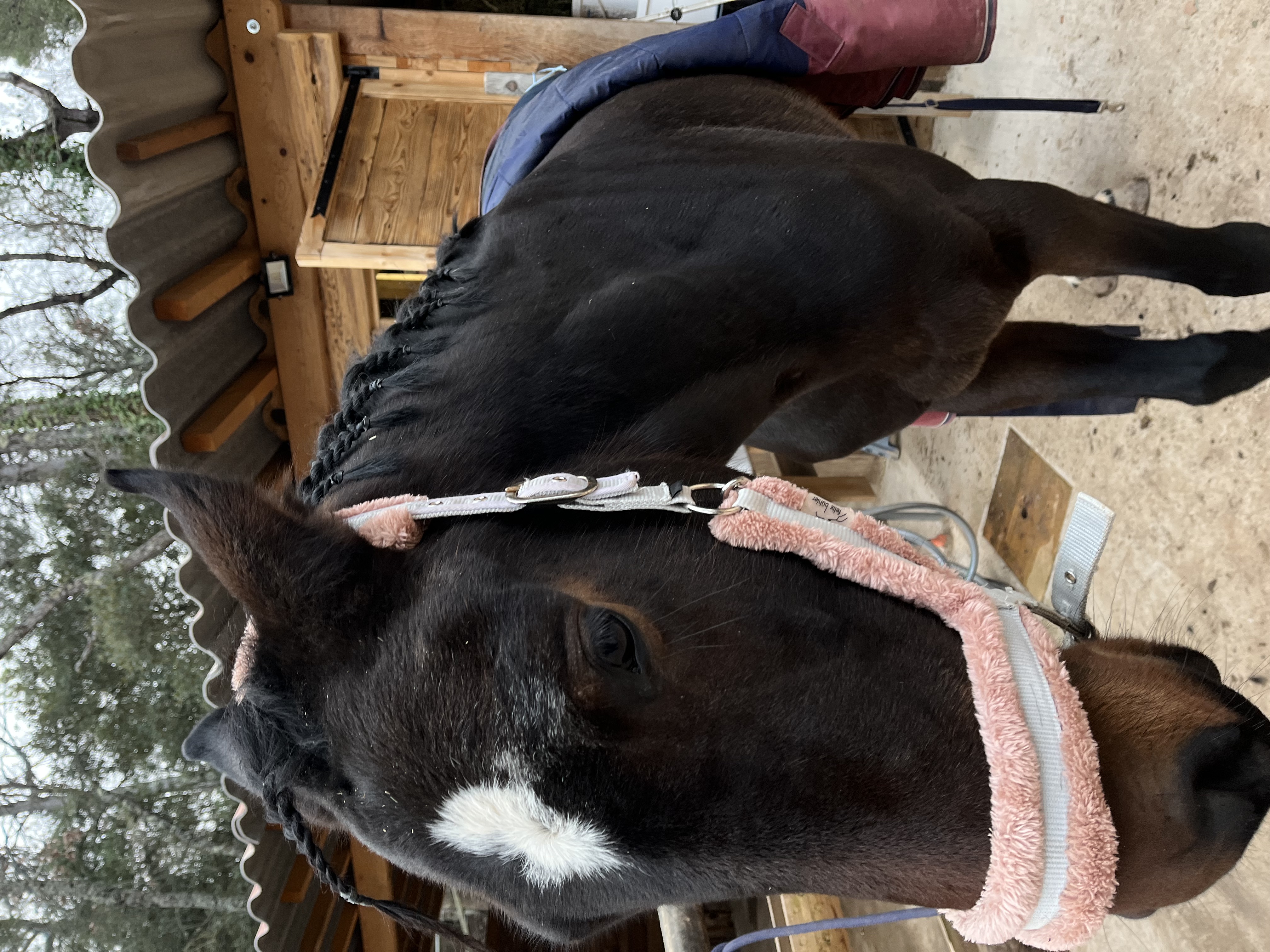 Cheval bai avec la crinière tressée avant un cours d'équitation à domicile