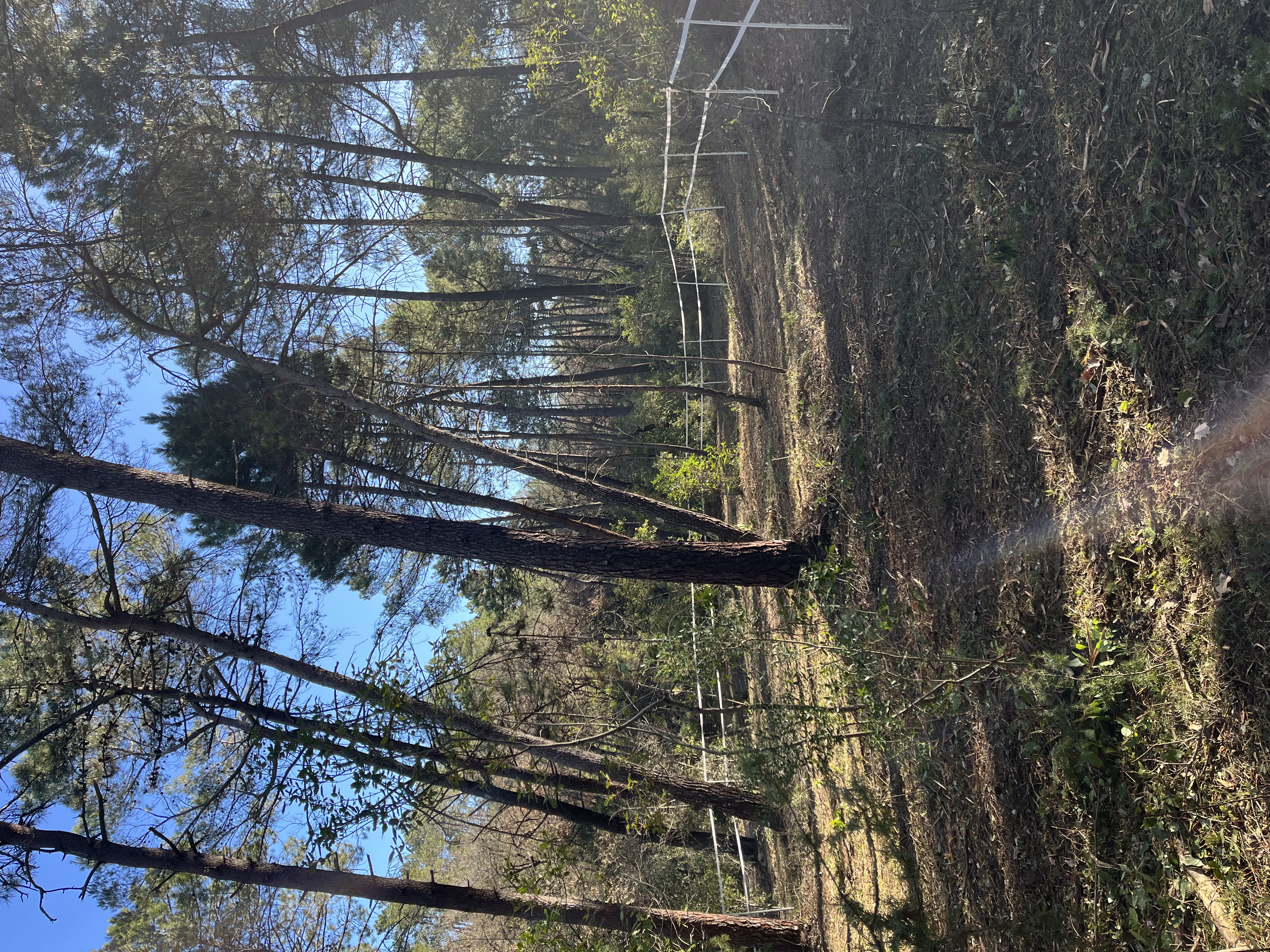 Paddocks naturels dans la forêt pour les chevaux en pension dans le Var