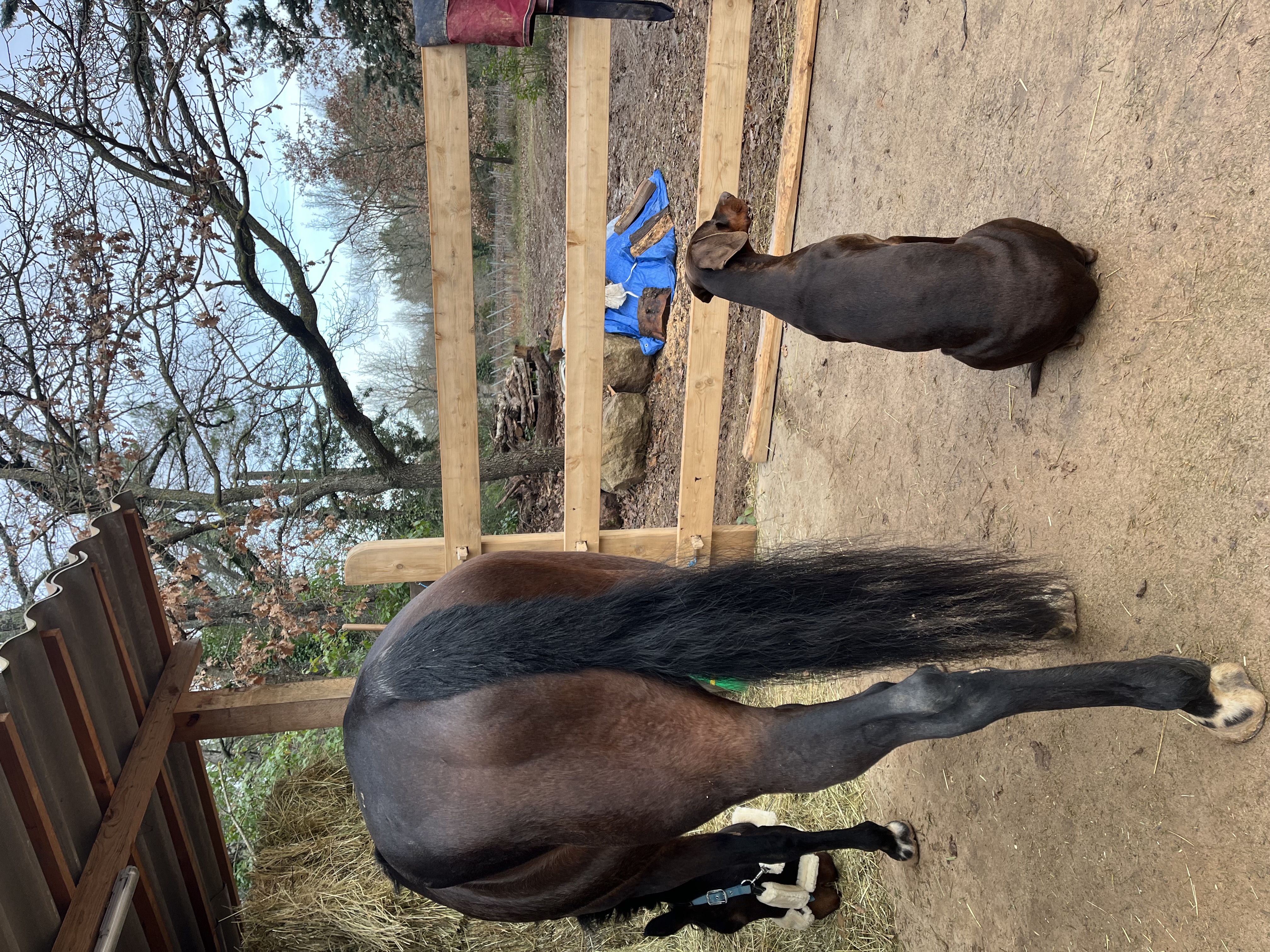 Le chien Doberman des écuries observant un cheval au repos près de Saint-Maximin