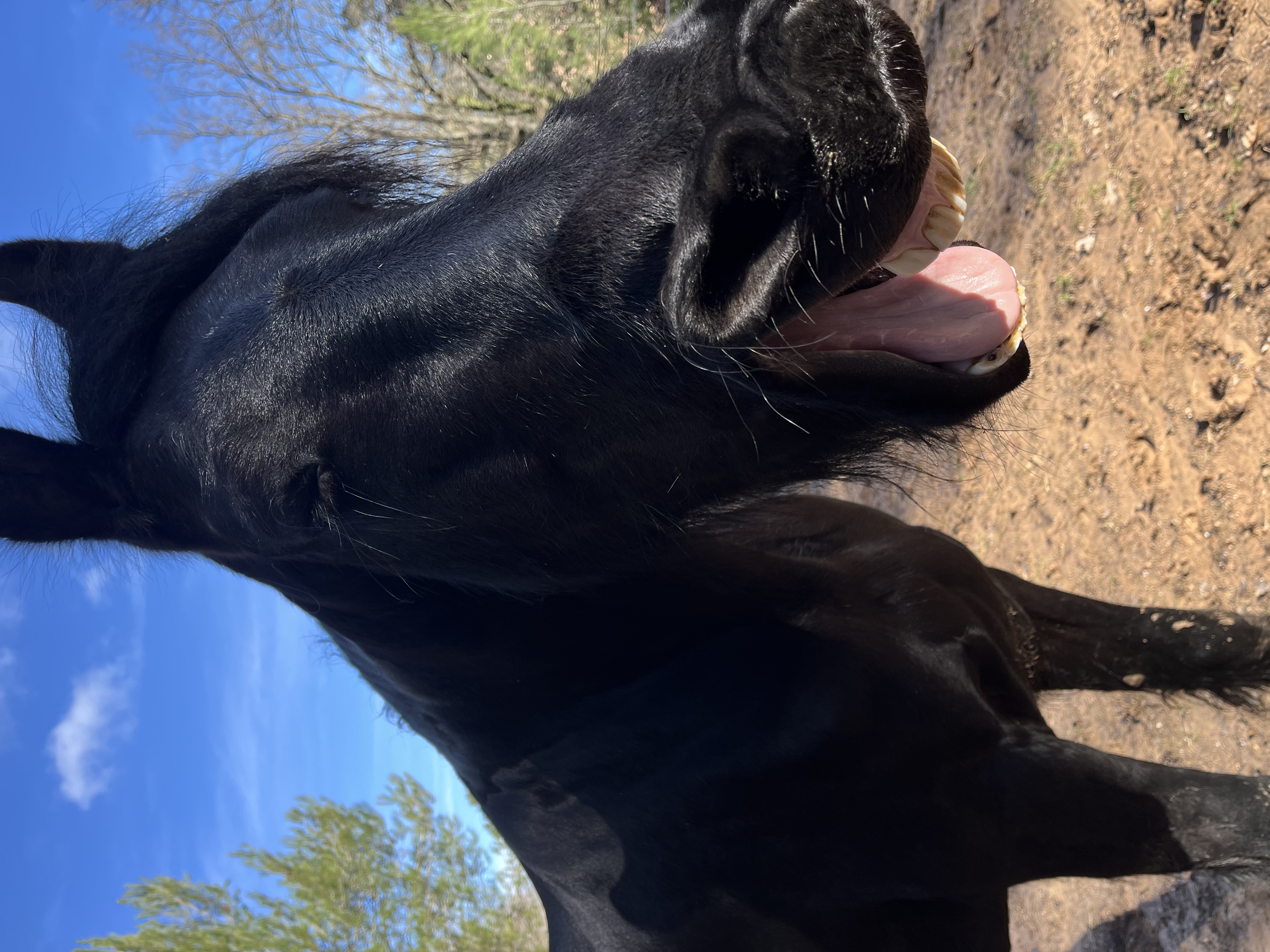 Cheval noir très expressif qui bâille au soleil dans les écuries Le Cadre Escoundu
