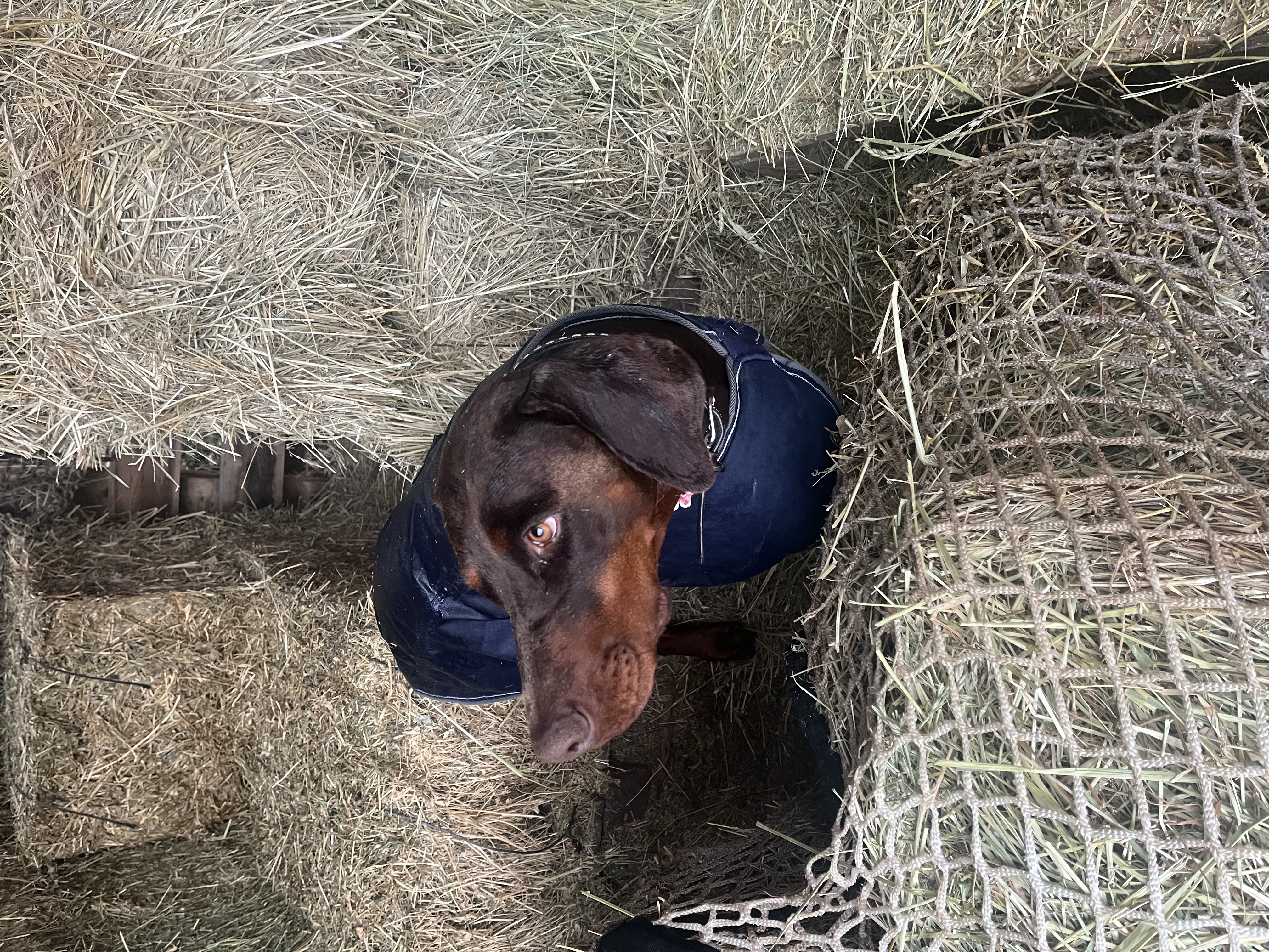 Chien Doberman dans le stock de foin des écuries de Lise Merillon