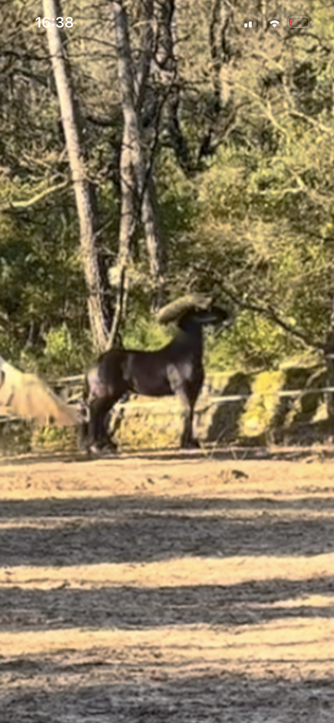 Cheval noir en liberté jouant dans son grand paddock naturel en PACA