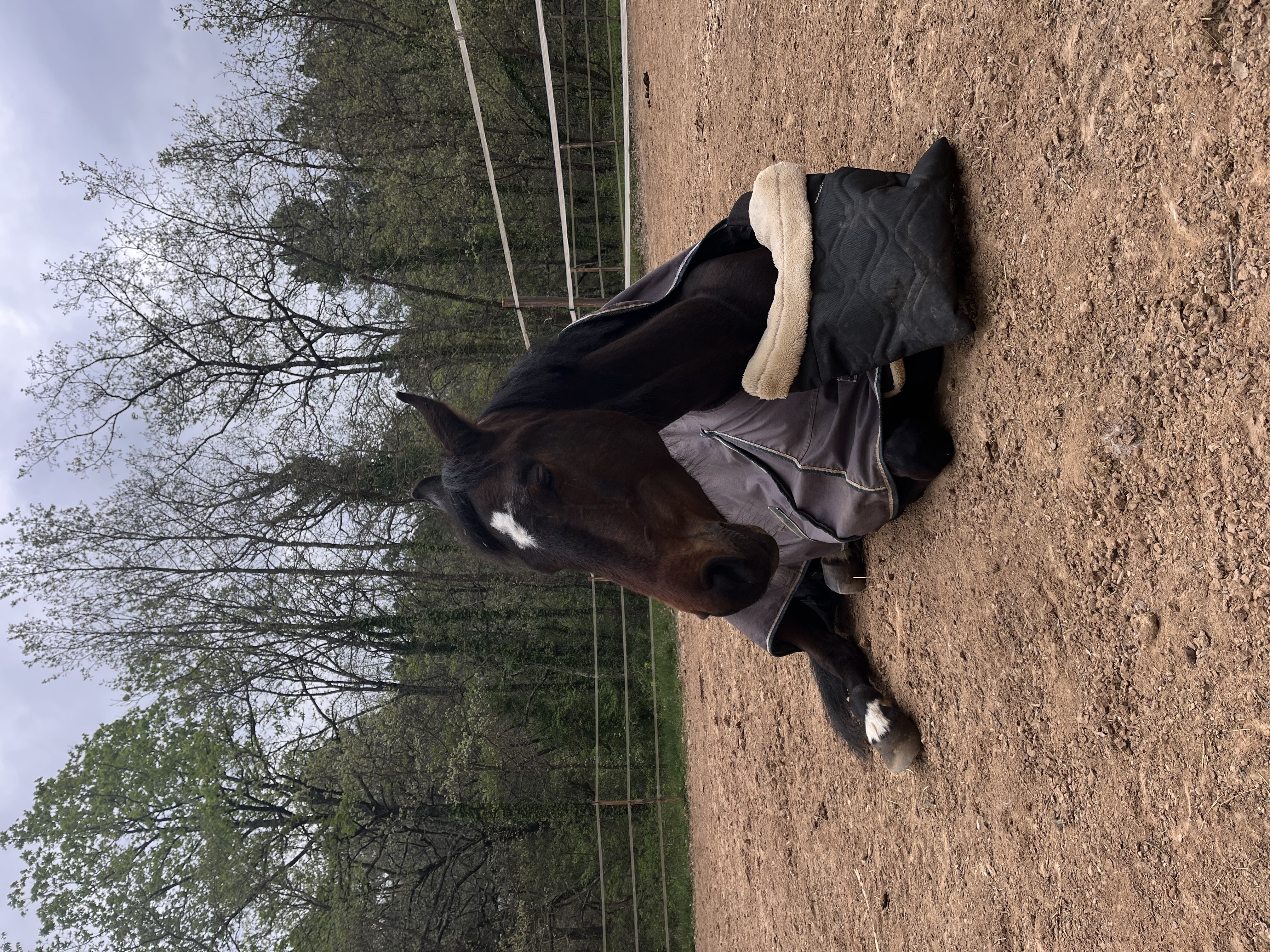 Cheval au repos dans un paddock des écuries Le Cadre Escoundu à Pourcieux