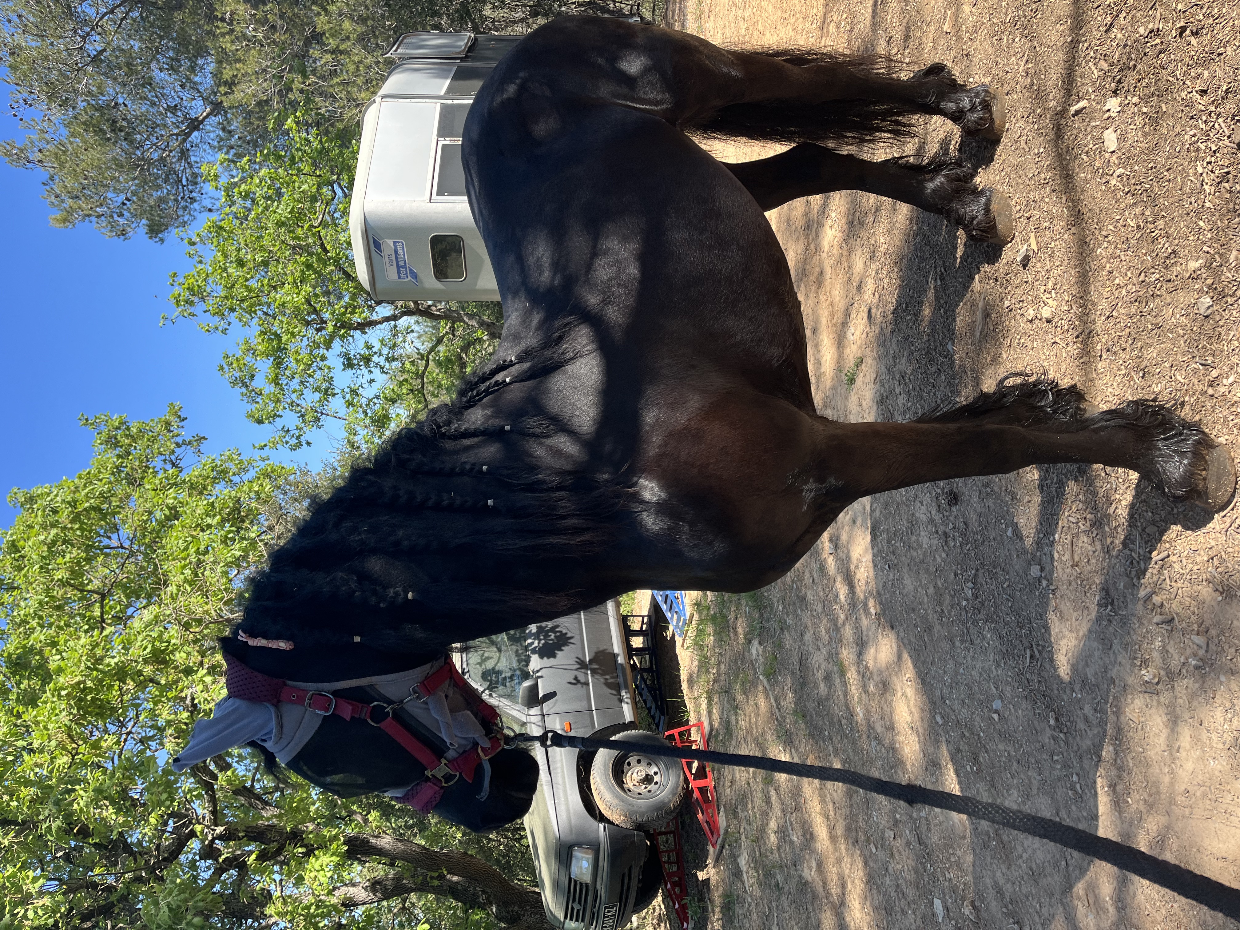 Cheval frison noir préparé pour une séance de coaching équestre en extérieur dans le Var