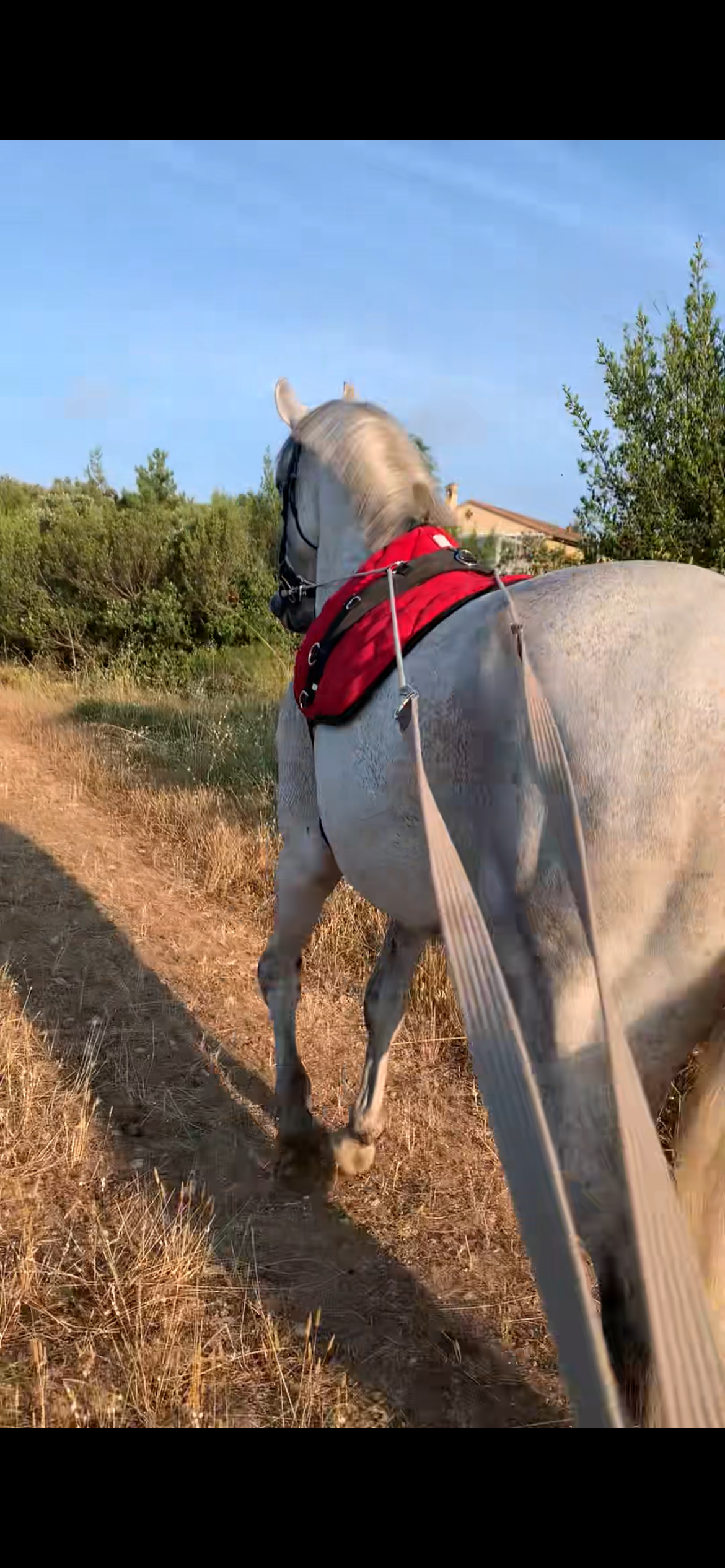Cours d'équitation en longues rênes en extérieur dans la région PACA