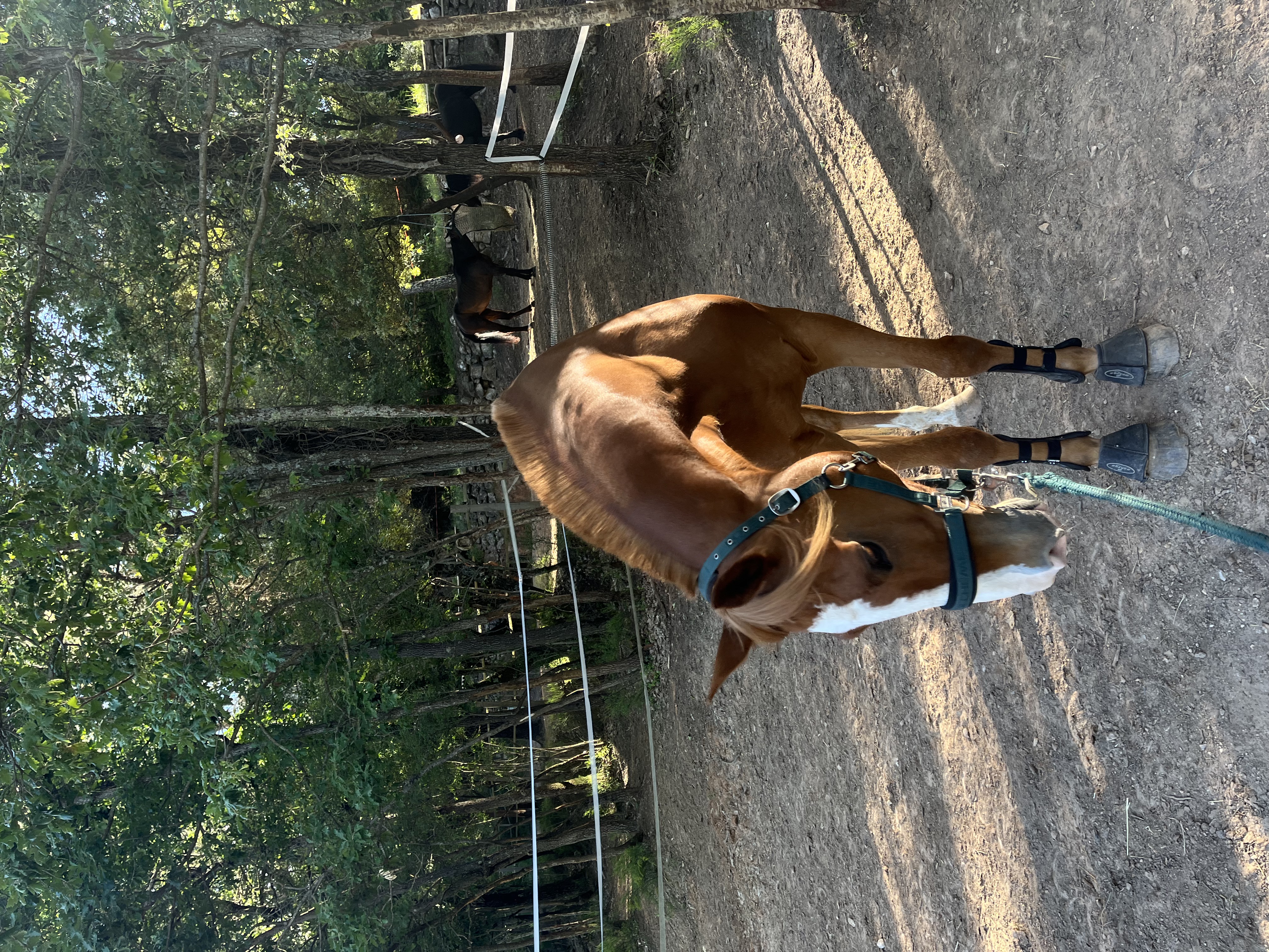 Cheval alezan prêt pour un accompagnement équestre personnalisé dans le Var