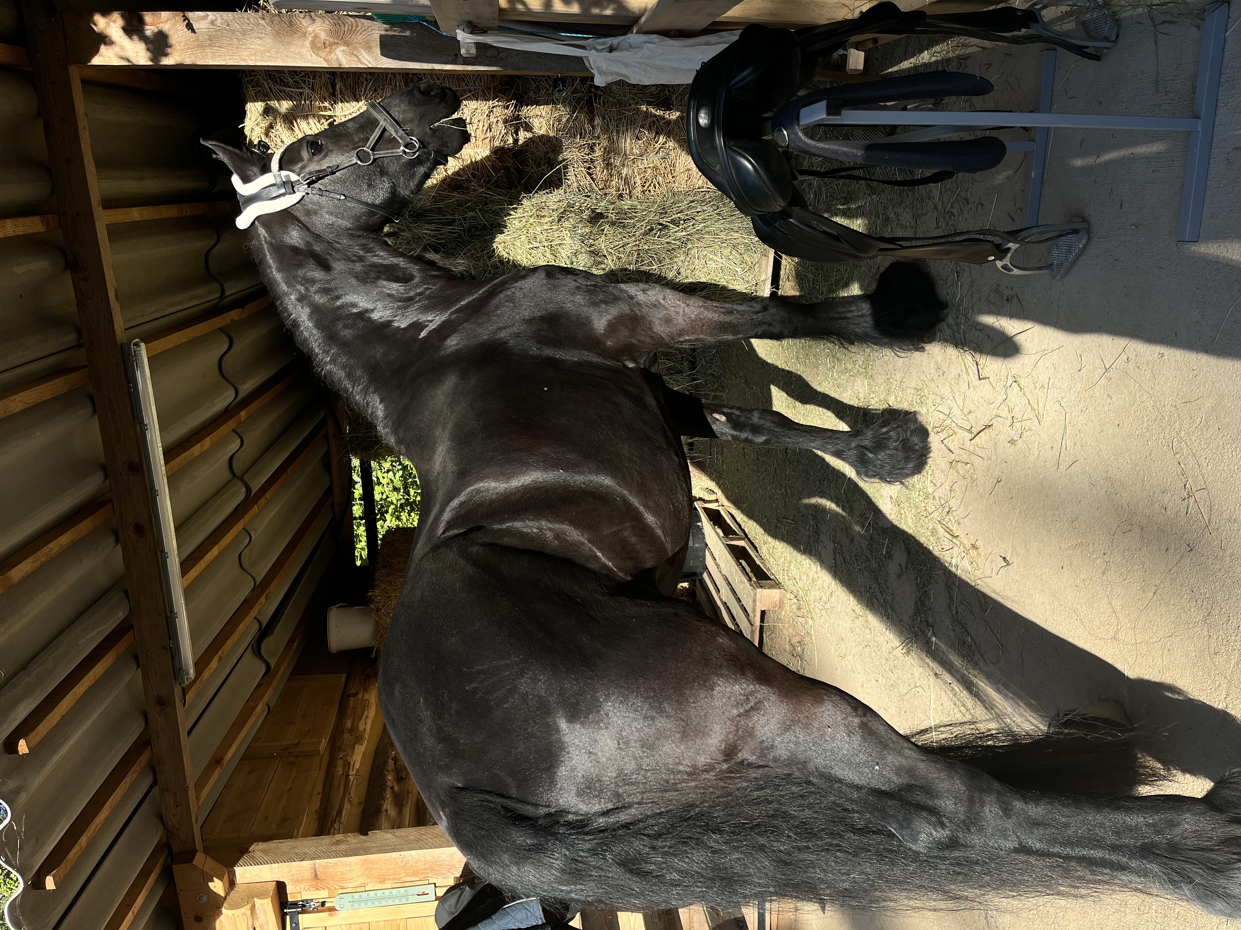 Cheval noir mangeant du foin avant une séance de travail monté à Pourcieux