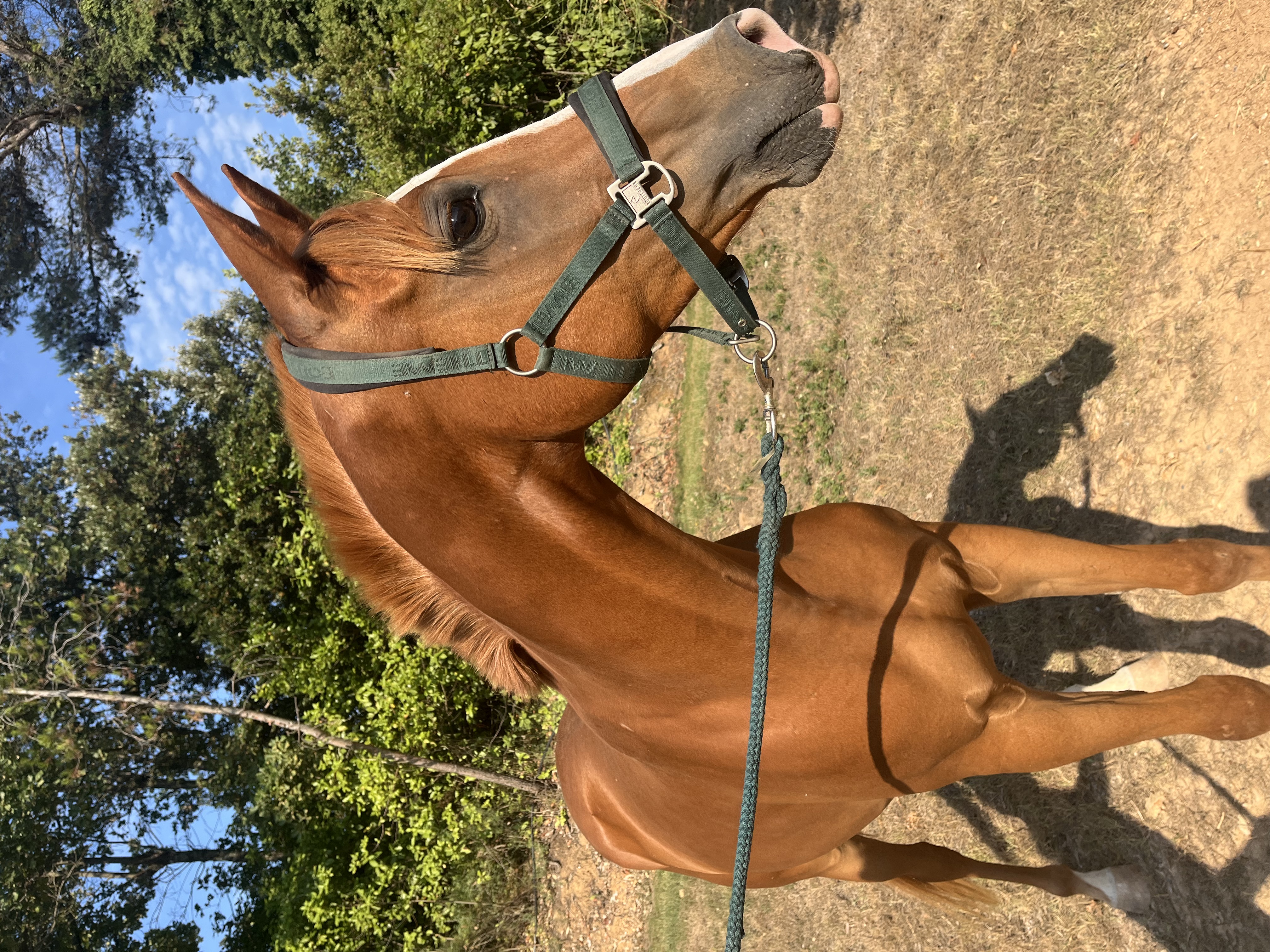 Jeune cheval alezan en apprentissage et éducation équestre en région PACA
