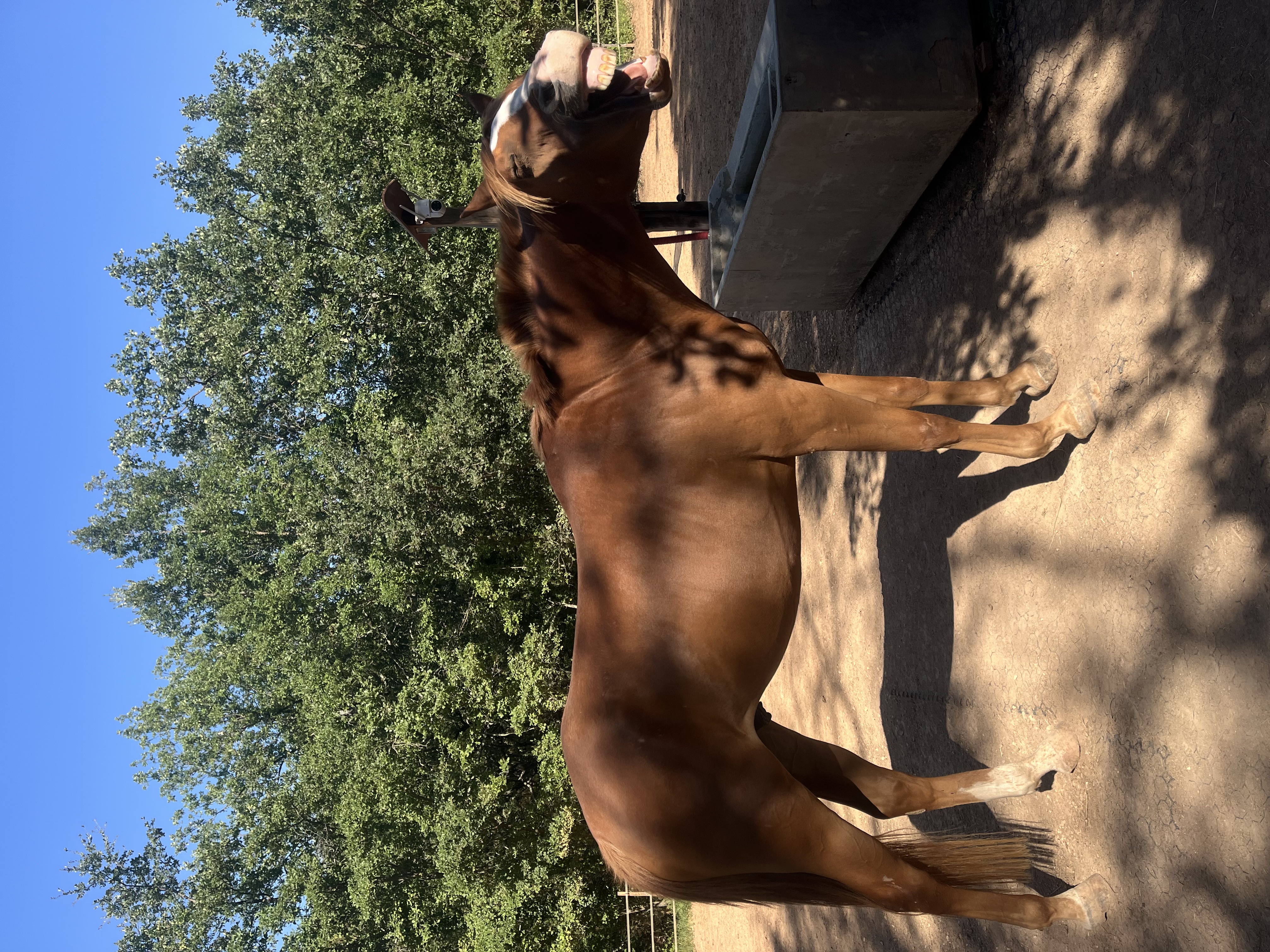 Cheval alezan détendu et expressif au paddock lors d'une séance dans le Var