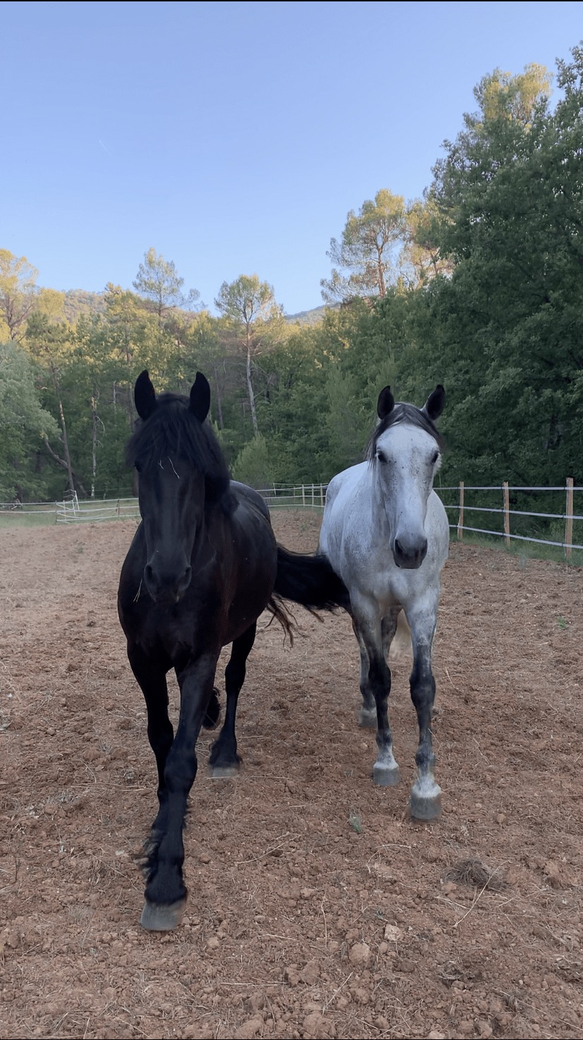 Holly et Horacio, chevaux du Cadre Escoundu